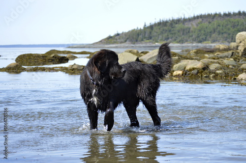 Wallpaper Mural Newfoundland Dog in Water Torontodigital.ca