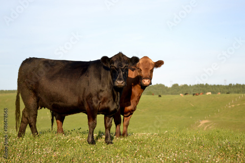 Cows in a Pasture © Beatrice