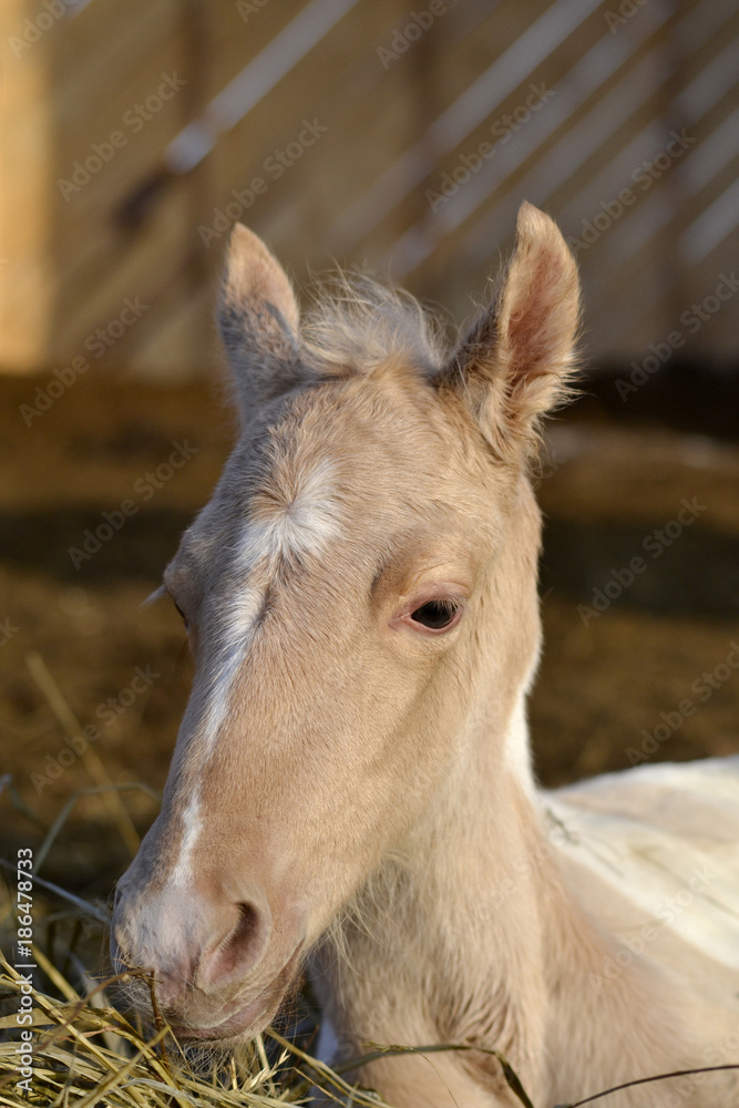 Palomino Paint Foal