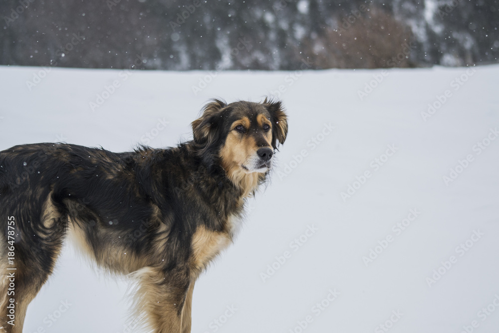 Dog in Snow