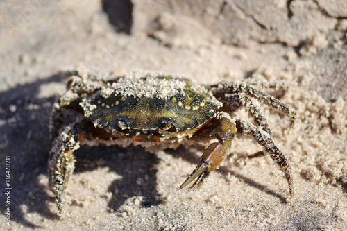 Green Crab © Beatrice