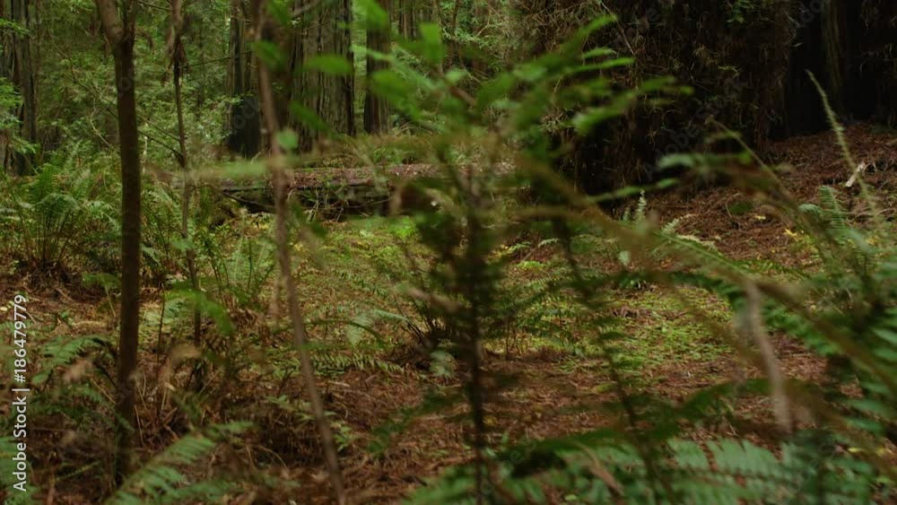 Point of view, walking through a green forest Point of view, walking through a green forest
