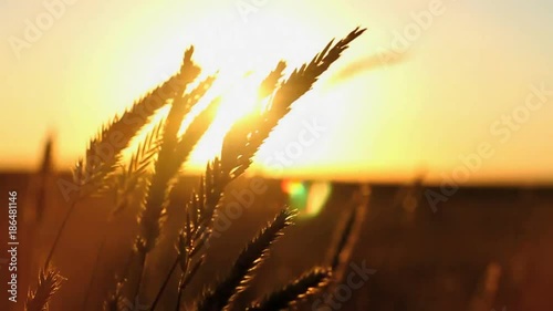 Wheat blowing in the wind at sunset