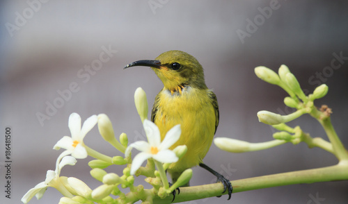 Olive backed sunbird with copy space