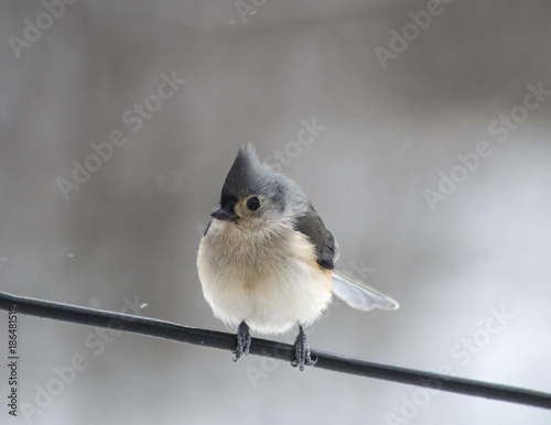 Tableau sur toile Tufted titmouse sitting on a wire on a cold, snowy, winter day