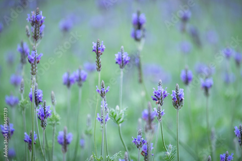 Spring scenes of purple lavender flowers in the field, violet flowers and abstract green nature back