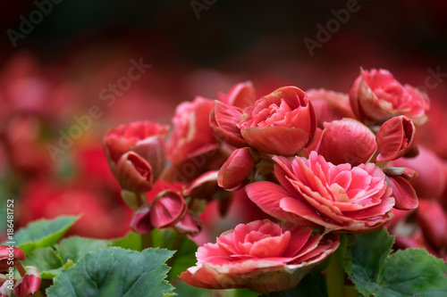 Valokuvatapetti Spring scenes of red begonia blooming flowers in the garden, abstract green natu