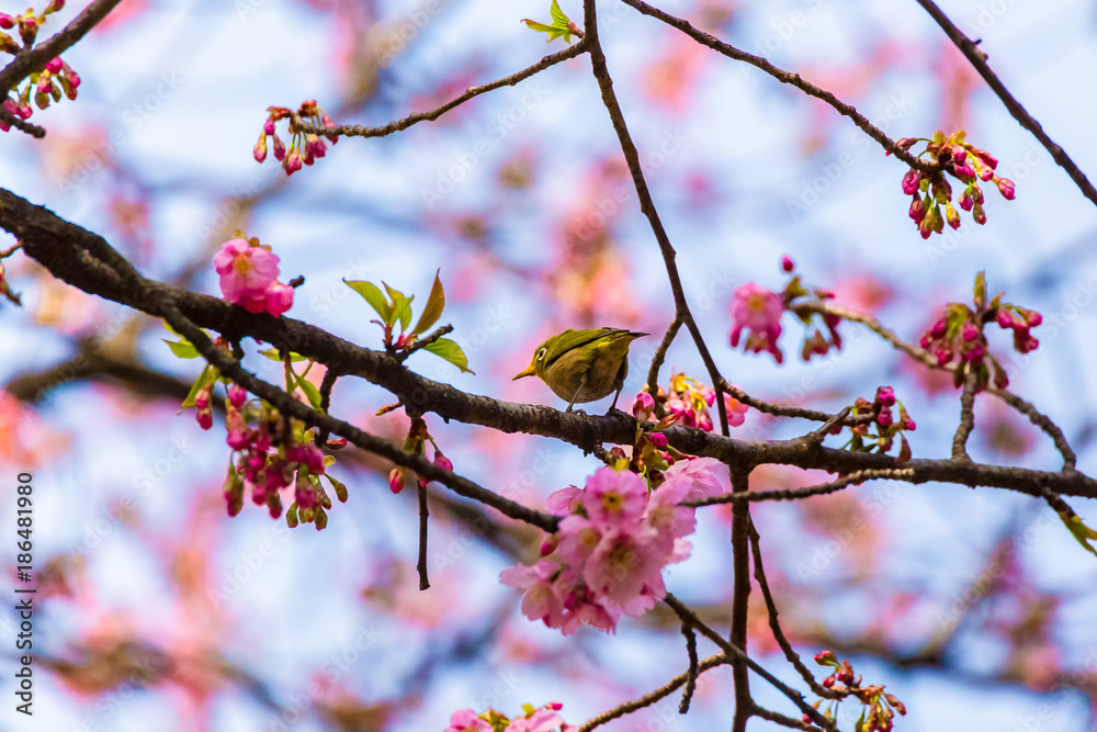 The Japanese White-eye.The background is Yoko cherry blossoms. Located in Tokyo Prefecture Japan. The Japanese White-eye.The background is Yoko cherry blossoms. Located in Tokyo Prefecture Japan.