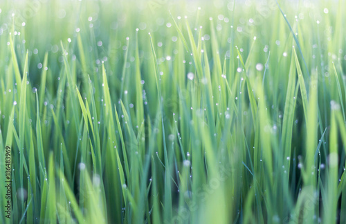 Dew on green leaves of rice plant. bokeh and blur of rice plant background.