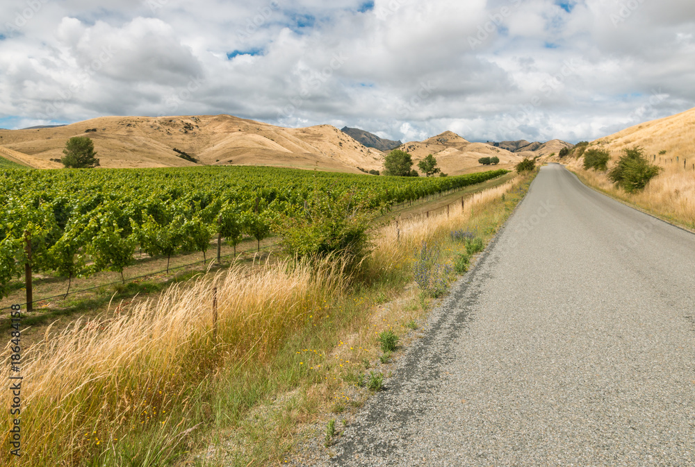 vineyards with country road in Marlborough region, New Zealand