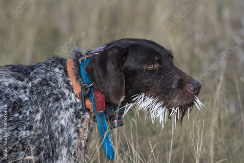 Hunting Dog with Porcupine Quills photo