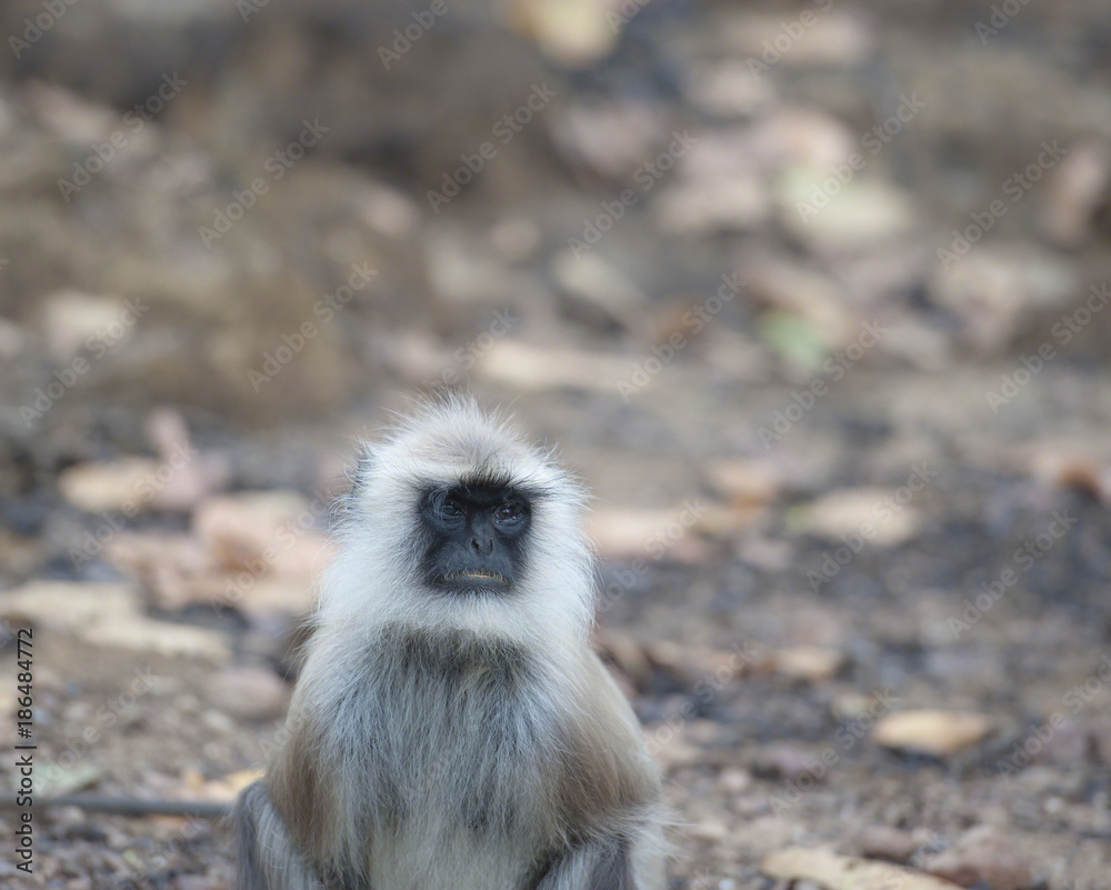 Obraz premium Gray langur, ( Semnopithecus ), sitting on road, facing camera, with big sad eyes, Kahna National Park, India