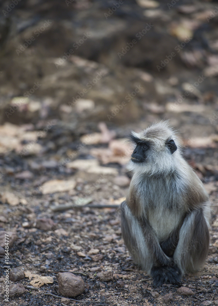 Gray langur, ( Semnopithecus ), sitting on road, looking left and very