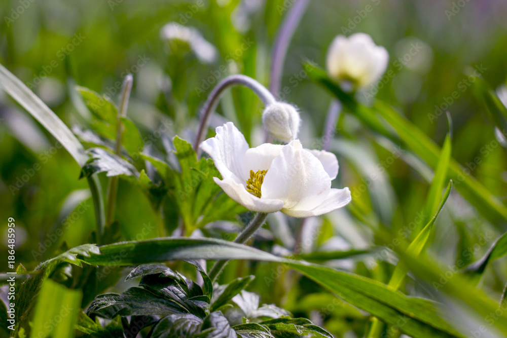 Obraz premium A white anemone flower in the grass blooms and a nearby closed bud
