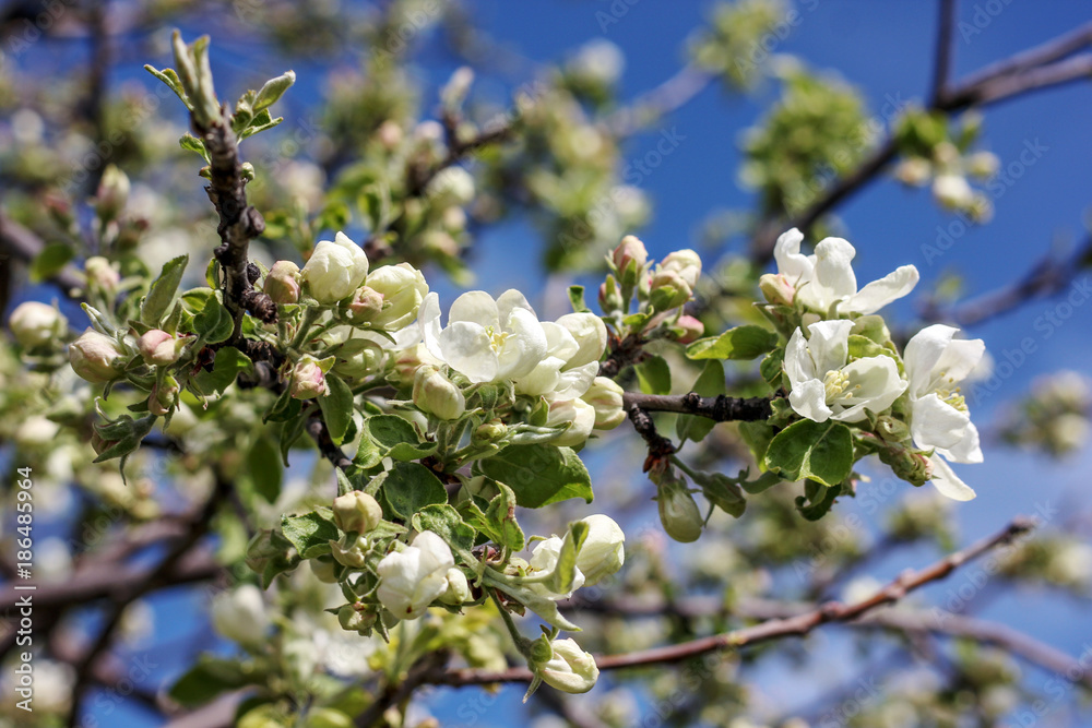 White-pink flowers of an apple-tree against a blue sky and greenery White-pink flowers of an apple-tree against a blue sky and greenery