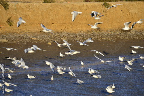 The sea bird