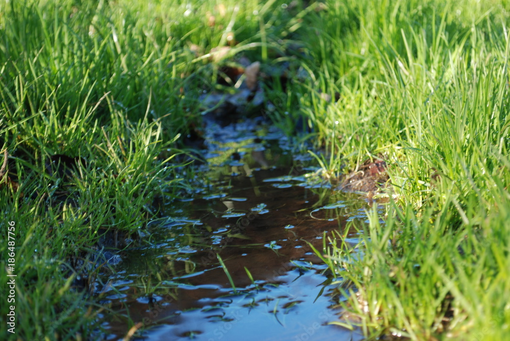 Fototapeta premium Puddle in the grass