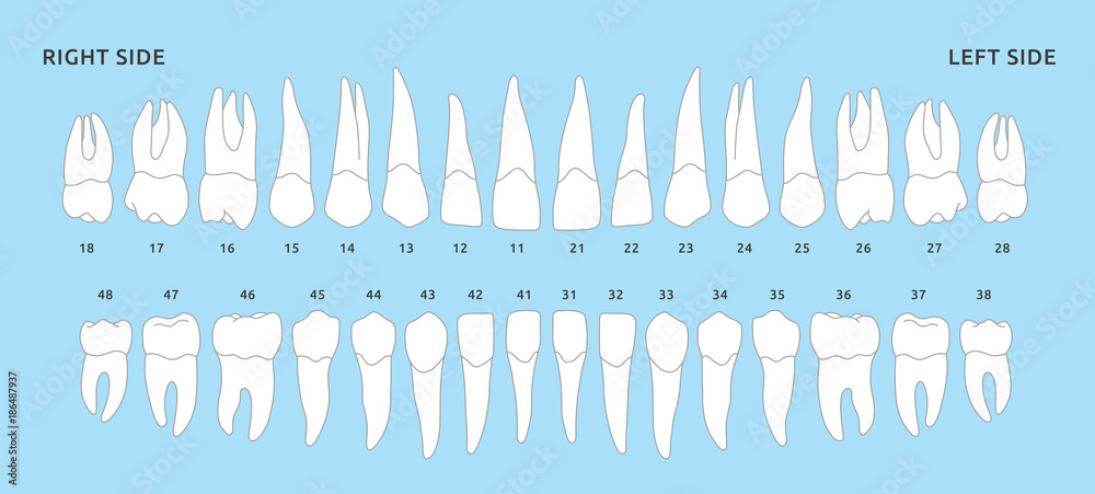 Set of human teeth jaw, the location of teeth in humans, template for dental clinic. Flat design, vector illustration Ai / EPS 10 - obrazy, fototapety, plakaty 