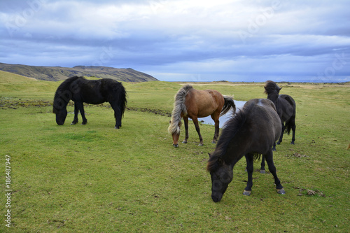Iclandic horses grazing © Lynn