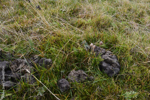 mushrooms growing in sheep dung