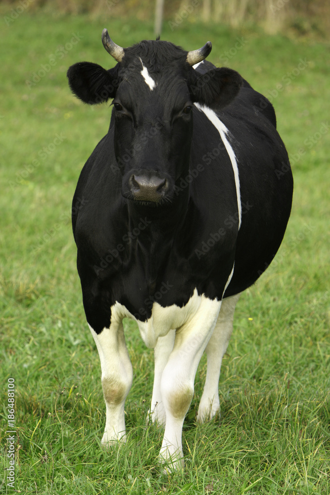 Illustration – piebald farm milk cow on a pasture in Poland
