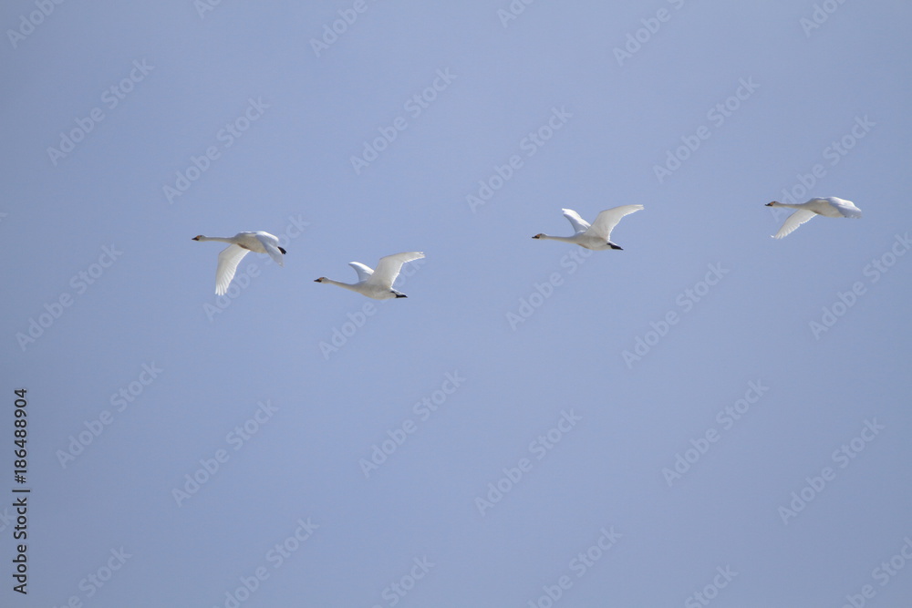 群れで飛ぶ白鳥　Swans flying in flocks	
