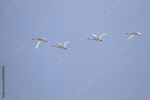 群れで飛ぶ白鳥　Swans flying in flocks	
