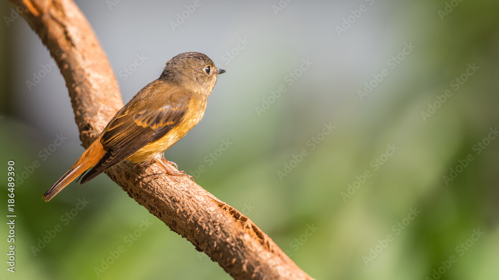 Bird (Ferruginous Flycatcher) in nature wild Bird (Ferruginous Flycatcher) in nature wild