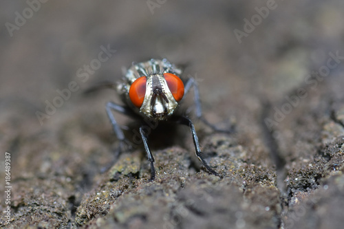Close-up, Small fly