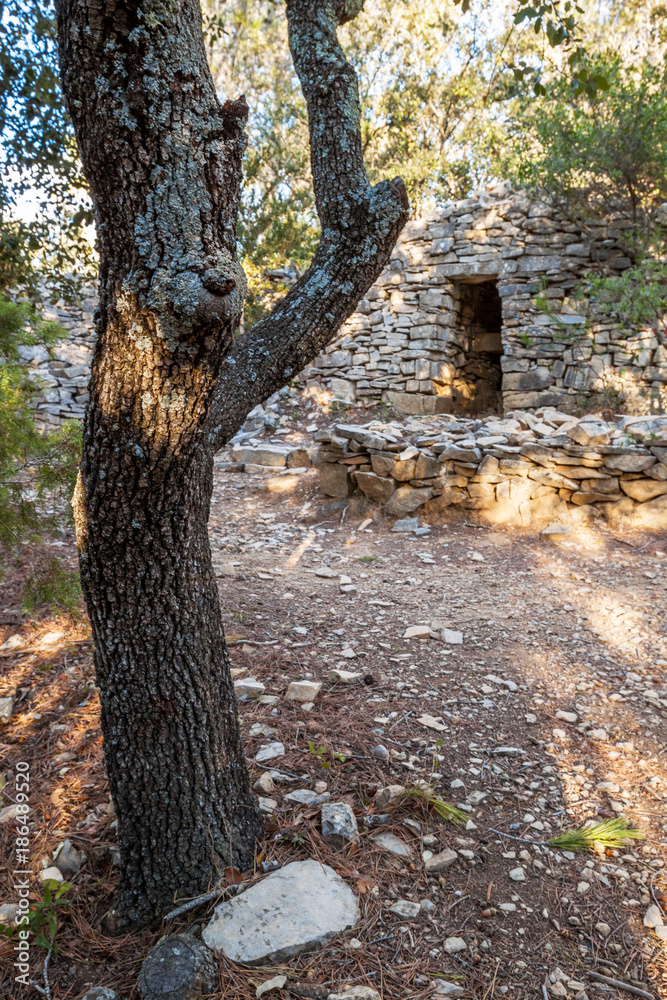 Obraz premium chêne et capitelle