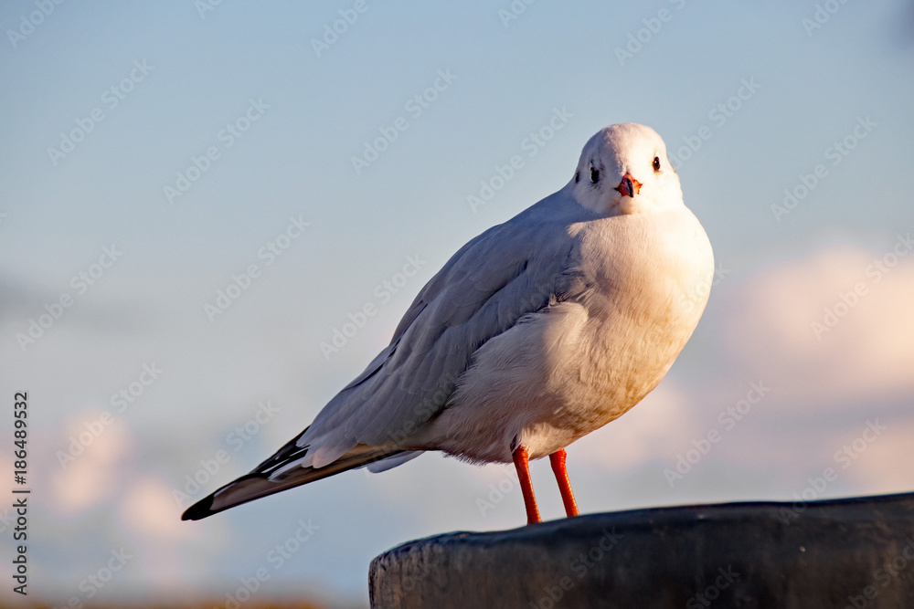 Obraz premium Lachmöwe