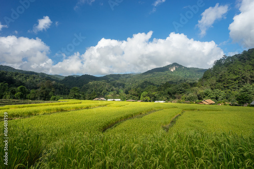 Rice field in Chiang Mai, Thailand, Asia © skazzjy
