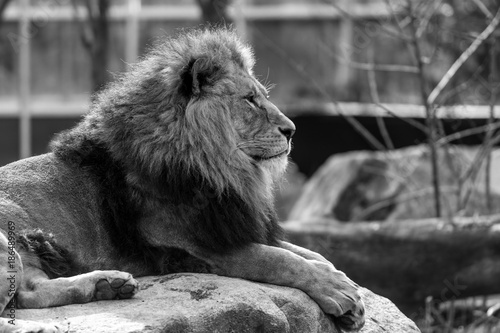 Lion King BW