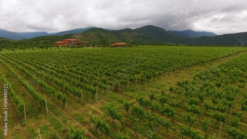 Wallpaper Mural Flying over extensive vineyard rows, farming and agriculture, family business Torontodigital.ca