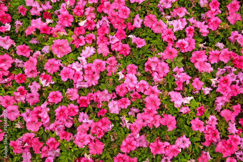 petunia, bird's-eye view, pink flowers image