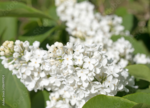 Weißer Flieder, Syringa