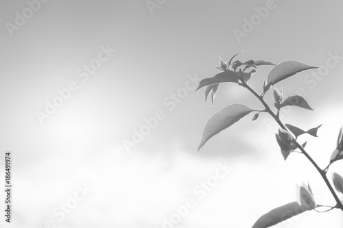 Branche of small tree with texture of leaves