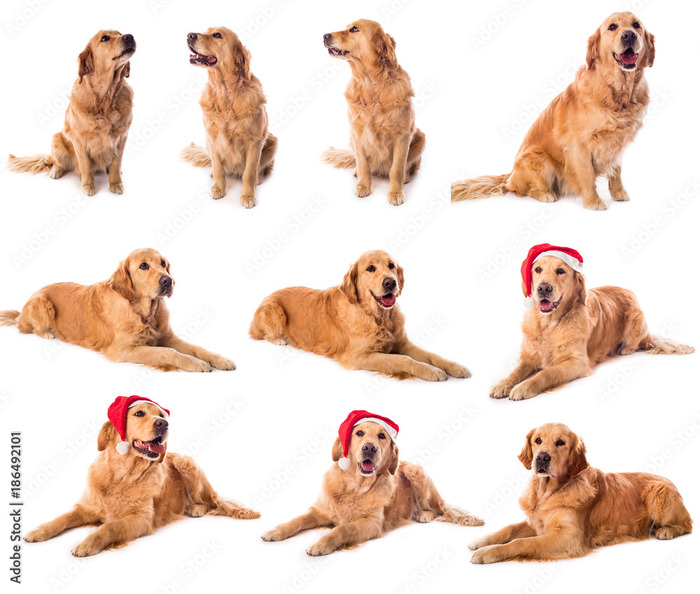 Golden retriever collection isolated on white Golden retriever collection isolated on white