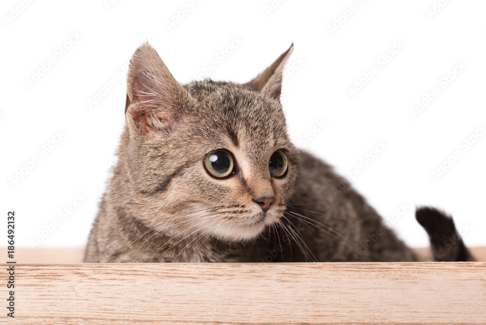 Gray cat in the wooden box Gray cat in the wooden box