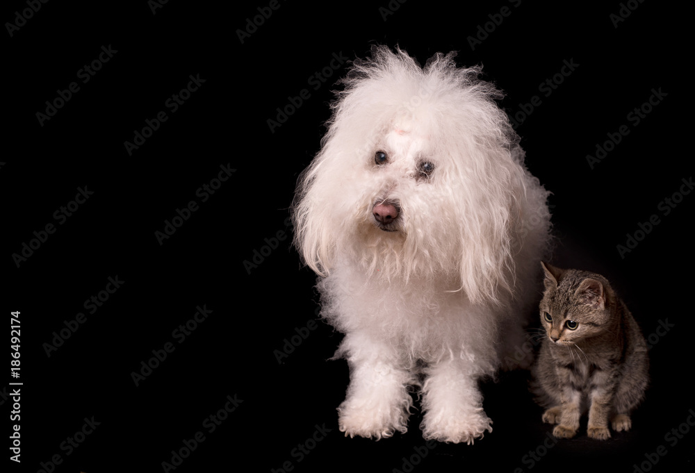 Bichon bolognese dog and cat isolated on black background Bichon bolognese dog and cat isolated on black background