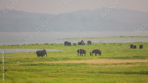 Elephants herd near river in national park, Sri Lanka