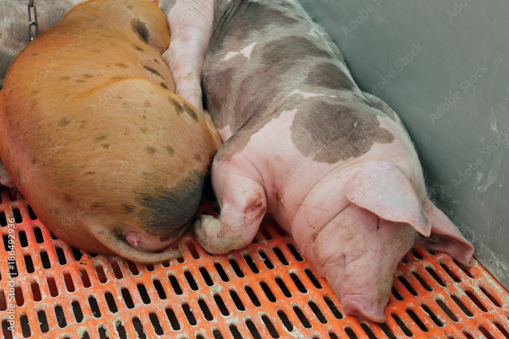 Haus-Schwein Haus-Schwein