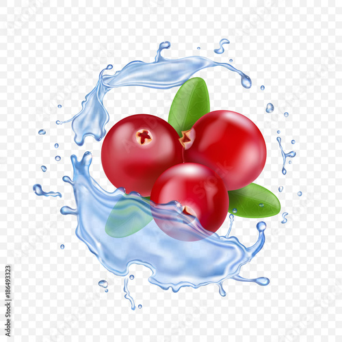 Ripe cranberries in water splash. Realistic vector illustration