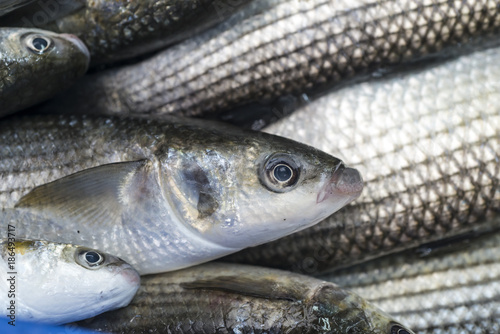 Fresh raw fish in market