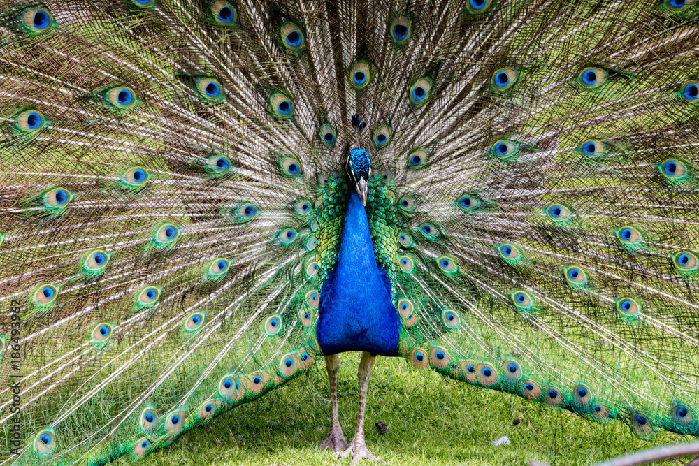 Obraz premium Male peacock displaying full plumage