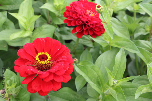 Red flower of a zinnia against a background of green grass in a garden