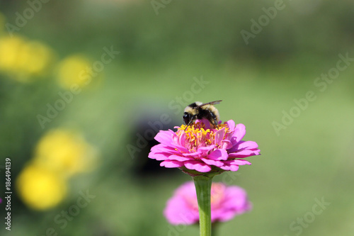 Bee collecting pollen on  a zinnia flower © Nataliia Makarova