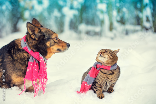 Fototapeta Naklejka Na Ścianę i Meble -  Dog and cat sitting together outdoor in the snowy forest near fir tree. Christmas concept