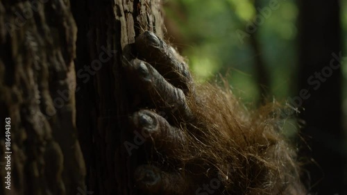 Bigfoot's hand on a tree