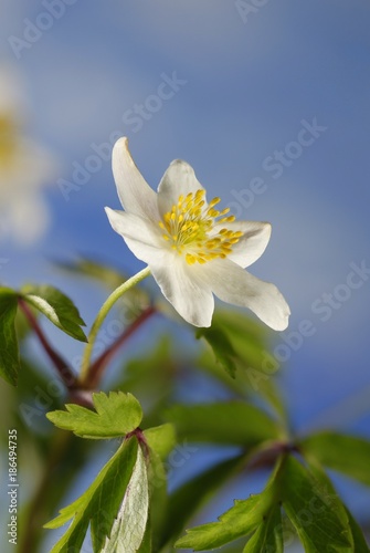 Wood anemone known also as windflower, thimbleweed and smell fox © Henri Koskinen